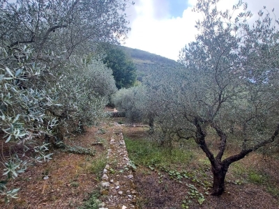 immagine annuncio 1 di 7