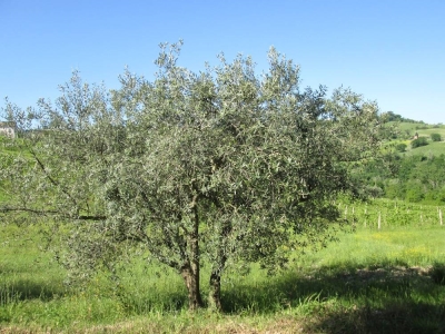 immagine annuncio 7 di 9