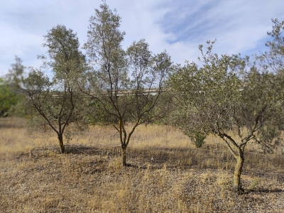 immagine annuncio 2 di 4