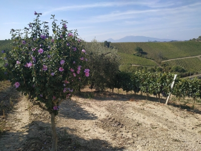 immagine annuncio 3 di 9