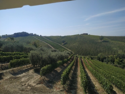 immagine annuncio 4 di 9