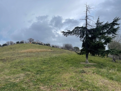 immagine annuncio 8 di 9