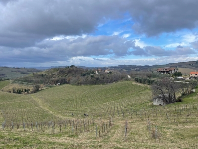 immagine annuncio 3 di 9