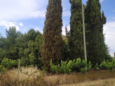 immagine annuncio 7 di 9