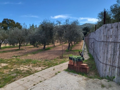 immagine annuncio 6 di 9