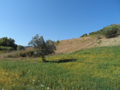immagine annuncio 4 di 9