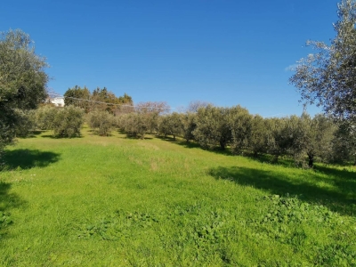 immagine annuncio 6 di 9