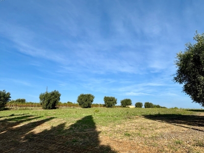 immagine annuncio 4 di 9