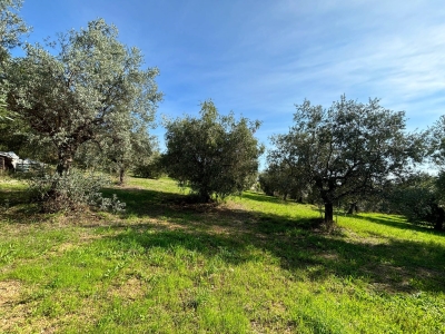 immagine annuncio 4 di 8