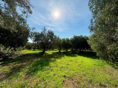 immagine annuncio 5 di 8