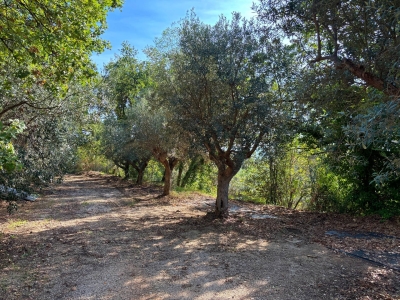 immagine annuncio 7 di 8