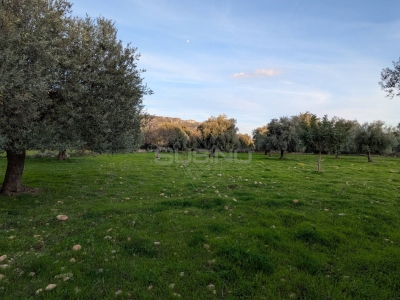 immagine annuncio 5 di 9