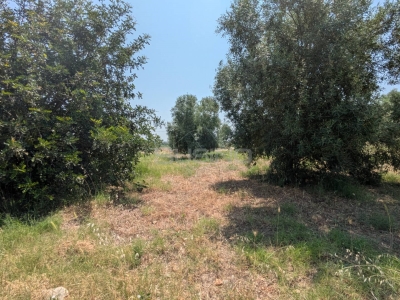 immagine annuncio 3 di 9