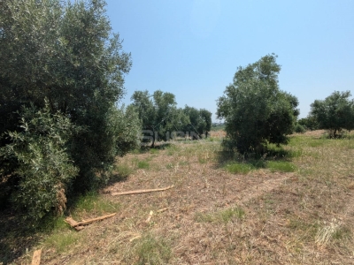 immagine annuncio 2 di 9