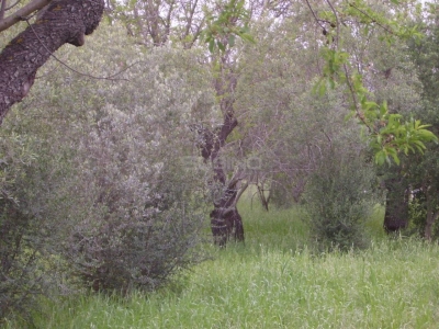 immagine annuncio 2 di 4