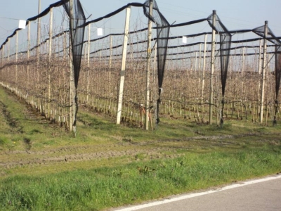 immagine annuncio 4 di 6