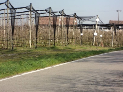 immagine annuncio 5 di 6