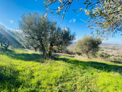 immagine annuncio 8 di 9