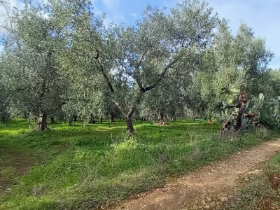 immagine annuncio 3 di 9