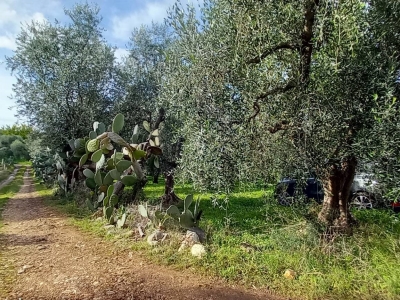 immagine annuncio 4 di 9