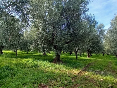 immagine annuncio 6 di 9