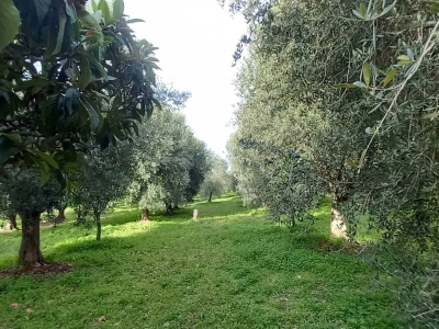 immagine annuncio 8 di 9