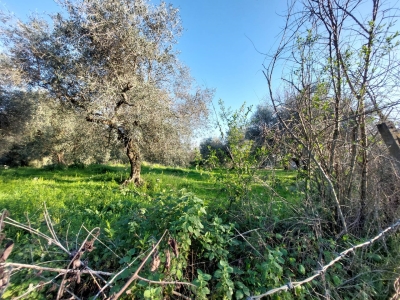 immagine annuncio 8 di 9