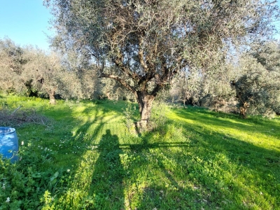 immagine annuncio 3 di 9