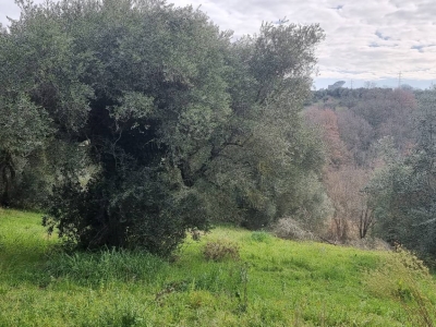immagine annuncio 4 di 9