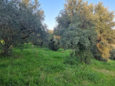 immagine annuncio 7 di 9