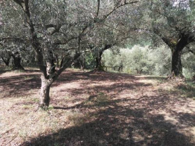 immagine annuncio 2 di 4