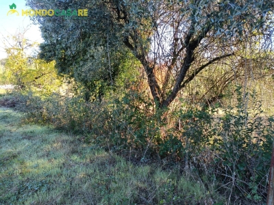 immagine annuncio 1 di 8