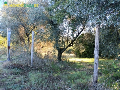 immagine annuncio 4 di 8