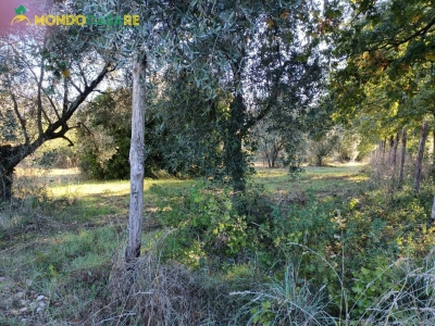 immagine annuncio 6 di 8