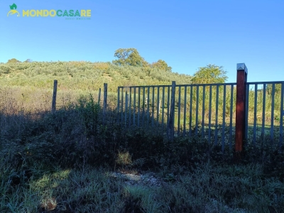 immagine annuncio 7 di 8