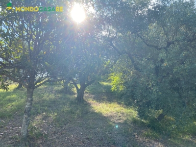 immagine annuncio 4 di 9