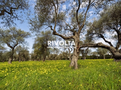 immagine annuncio 7 di 9