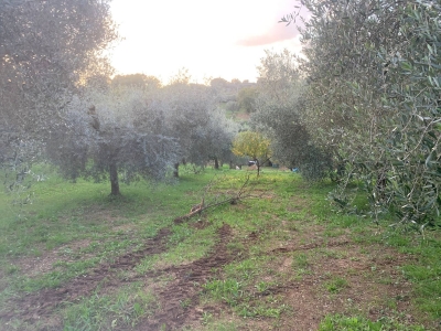 immagine annuncio 6 di 9