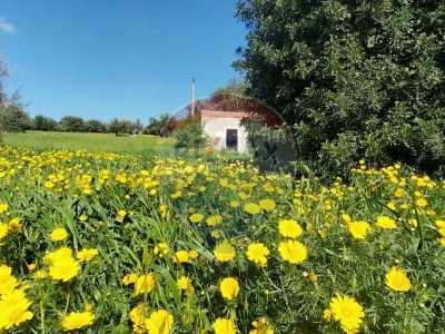 immagine annuncio 5 di 9