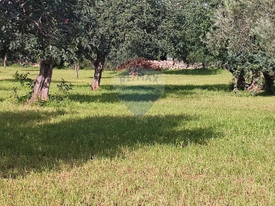 immagine annuncio 5 di 8