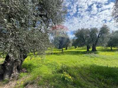 immagine annuncio 3 di 9