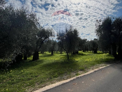 immagine annuncio 6 di 9