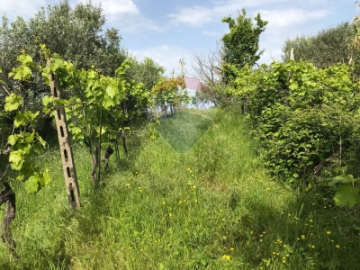 immagine annuncio 8 di 9