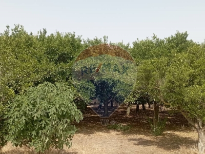 immagine annuncio 4 di 9