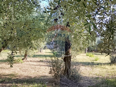 immagine annuncio 7 di 9