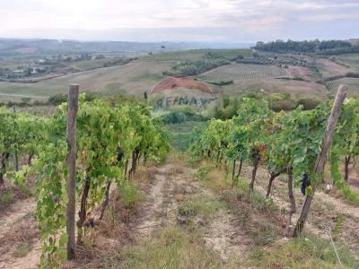immagine annuncio 3 di 8