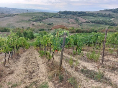 immagine annuncio 5 di 8