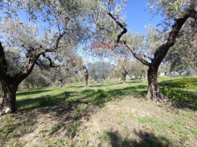 immagine annuncio 5 di 9