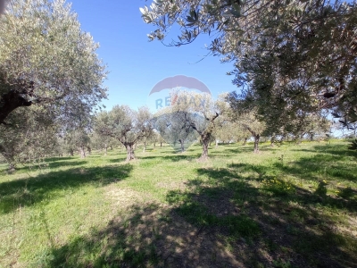 immagine annuncio 4 di 9