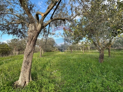 immagine annuncio 3 di 9